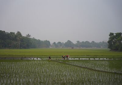 Landwirtschaftlich genutztes Feld für das Wasser verbraucht wird