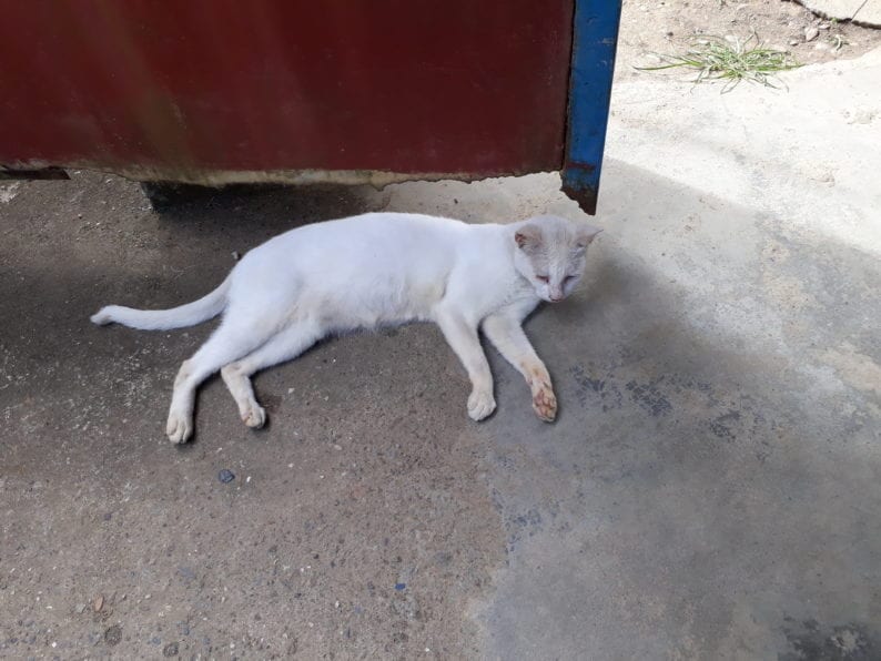 Ohne Helm und ohne Gurt German Doctors Blog